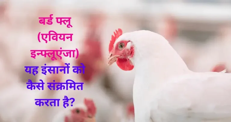 bird-flu-is-known-as-Avian influenza