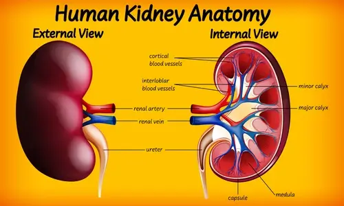 human-kidney-anatomy-diagram