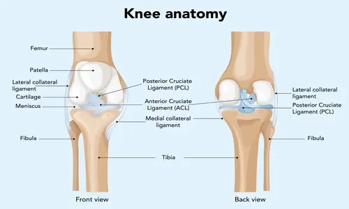 knee-anatomy