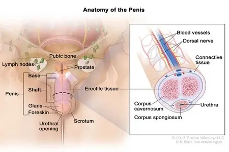 anatomy-of-the-penis