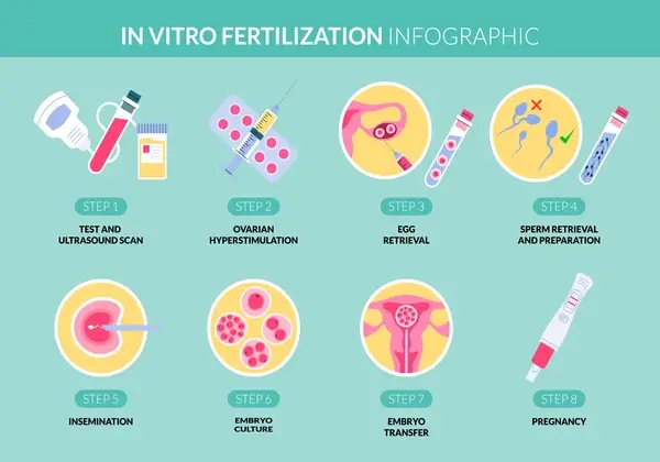 in-vitro-fertilization-ivf-infographic