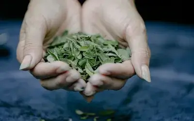 moringa-leaves