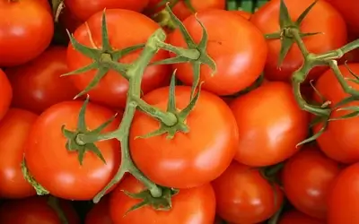 tomato