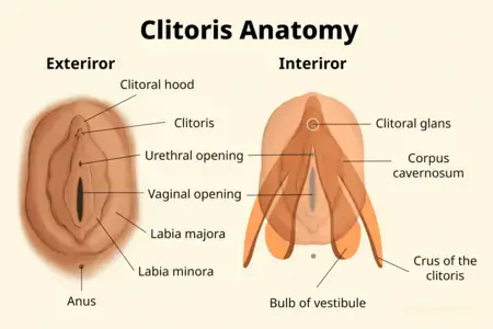 clitoris-anatomy