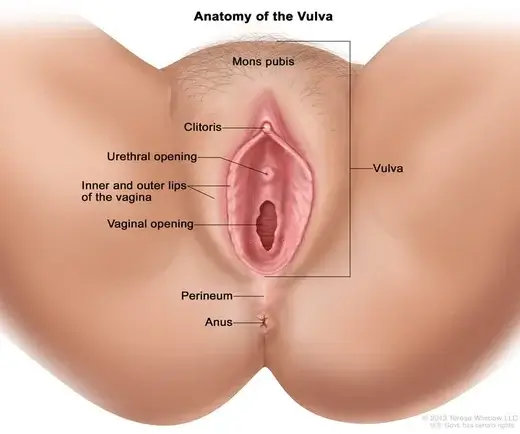 vulva-anatomy